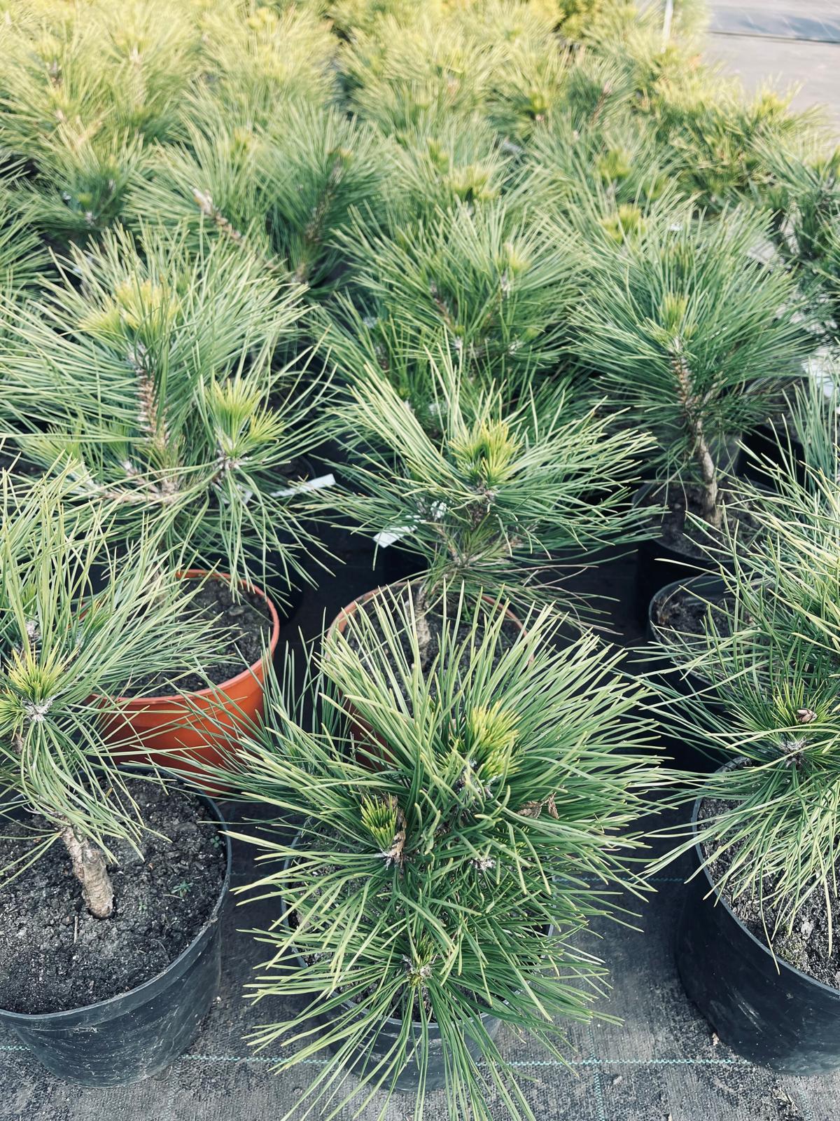 plant013 - Szkółka Ula Milczanowska